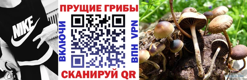 магазин  наркотиков  MEGA как зайти  Псилоцибиновые грибы Psilocybine cubensis  Бакал 